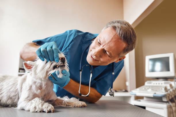 Best Emergency Dentist for Knocked-Out Tooth in Perry Park, CO